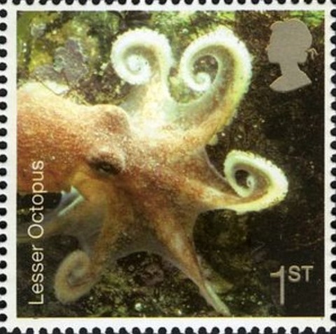 2007ツノダコ.イギリス.