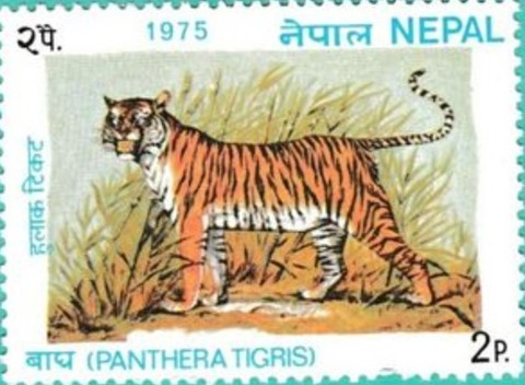 ベンガルトラ.ネパール.1975
