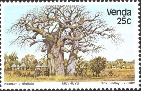 バオバブの木.ヴェンダ.1982