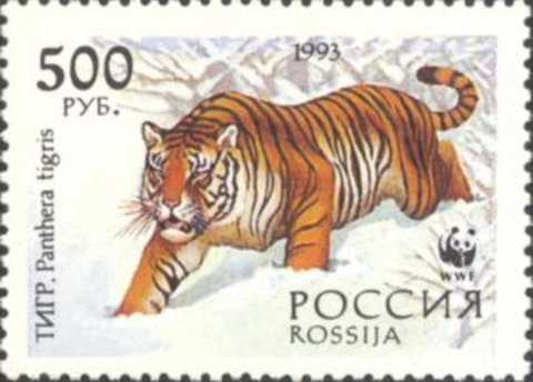 アムールトラ.ロシア.1993