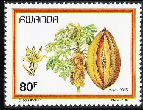 パパイア.ルワンダ.1987