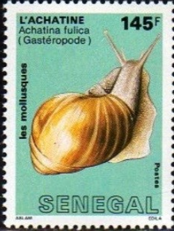 アフリカマイマイ.セネガル.1988