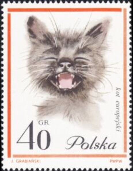 猫.ポーランド.1964