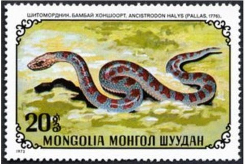 マムシ.モンゴル.1972