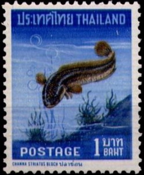 ライギョ.1967.タイ