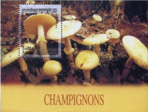 タマゴテングタケ.カンボジア.2001