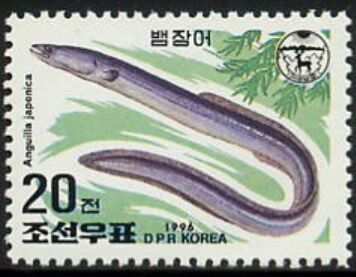 ニホンウナギ.1996.北朝鮮