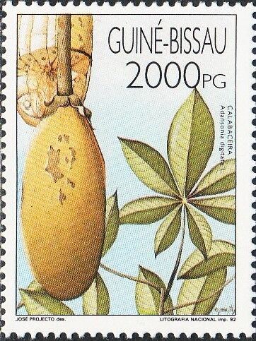 バオバブの果実.ギニアビサウ.1992