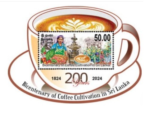 スリランカコーヒー栽培.2025