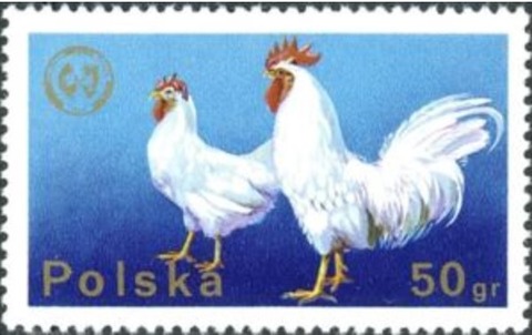 ニワトリ.ポーランド.1975