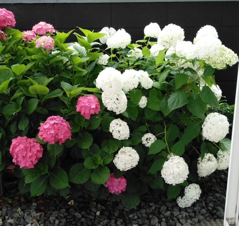 我が家の紫陽花