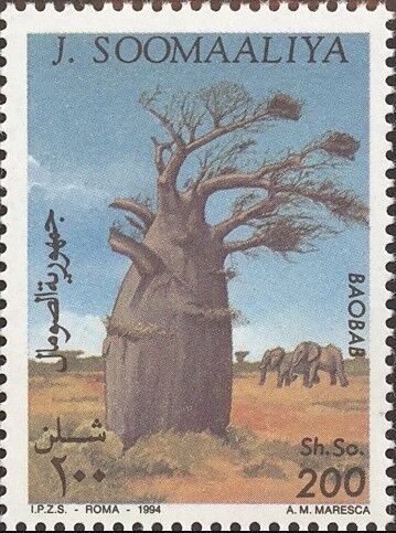バオバブの木.ソマリア.1994