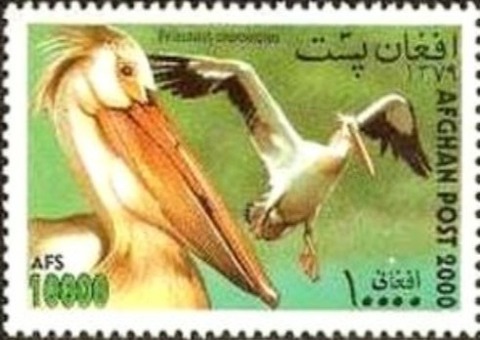 モモイロペリカン.アフガニスタン.2000