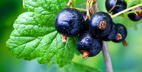 ����19���ʶ�ˤΥϡ�������