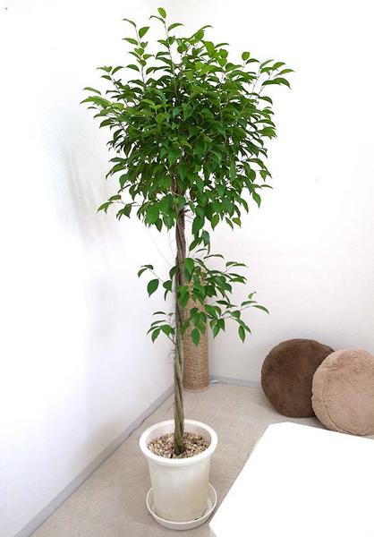 大きめのベンジャミンのトピアリー仕立て 気ままに 観葉植物