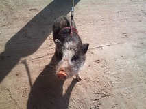 �֥�����