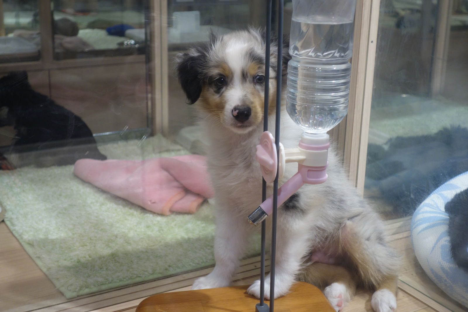 May 4 19 子犬と一緒にペットカフェへ Blucheeseのblog May 4 19 子犬と一緒にペットカフェへ Blucheeseのblog