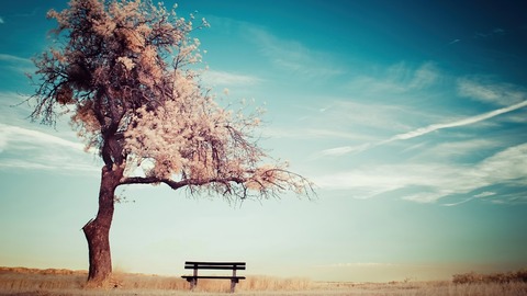 clear_blue_sky_under_winter_tree_bench_4k_hd_nature-1280x720