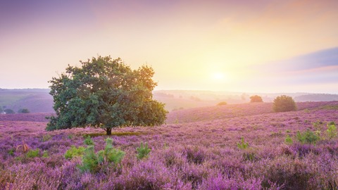 purple_landscape_sunrise_4k-1280x720