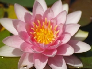 water-lily_21275232