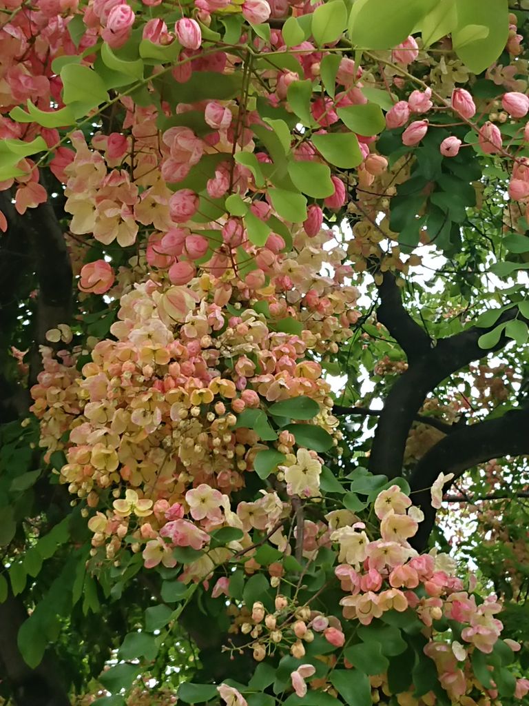 ハワイの旅 19 夏 レインボー シャワー ツリー そらいろつれづれ ハワイの旅 19 夏 レインボー シャワー ツリー そらいろつれづれ