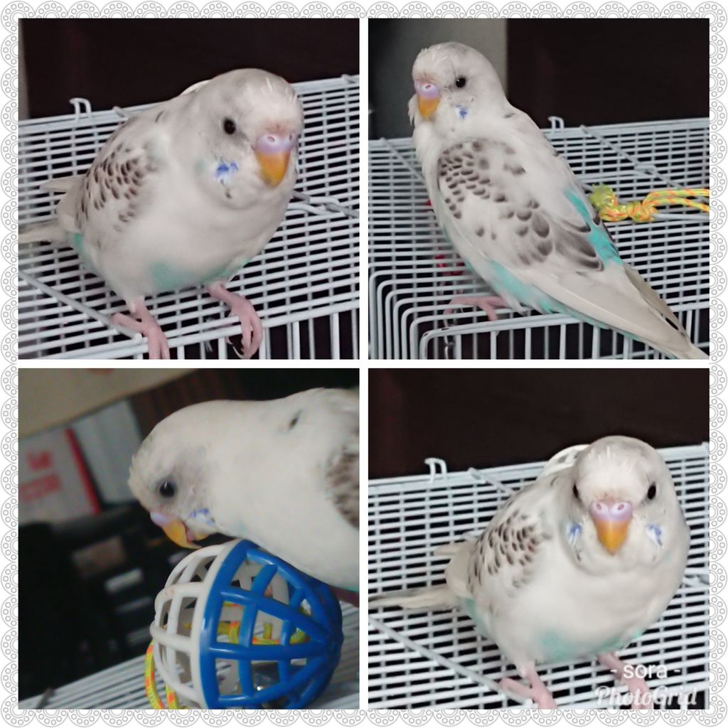 セキセイインコの雛 そらいろつれづれ