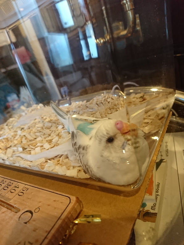 セキセイインコの雛 そらいろつれづれ