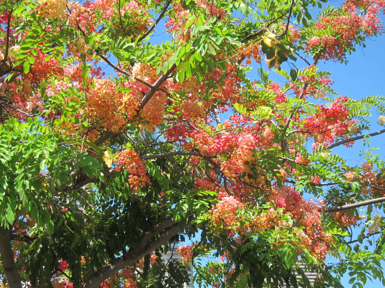 ハワイの旅 レインボー シャワー ツリー そらいろつれづれ ハワイの旅 レインボー シャワー ツリー そらいろつれづれ