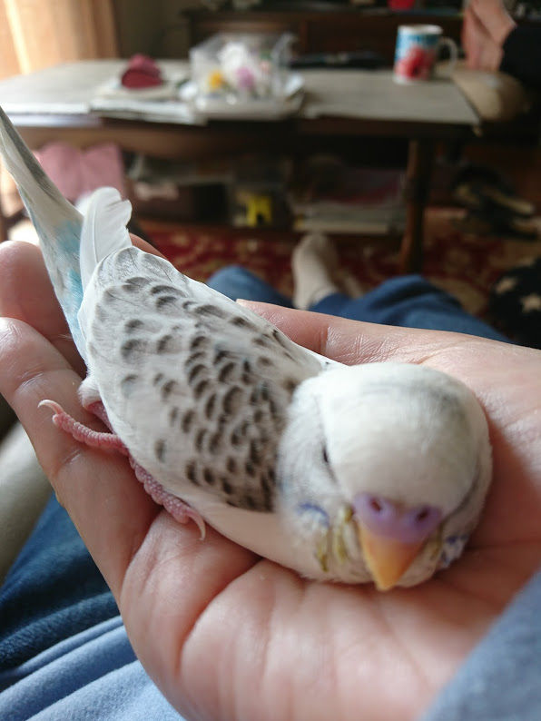 セキセイインコの雛 そらいろつれづれ
