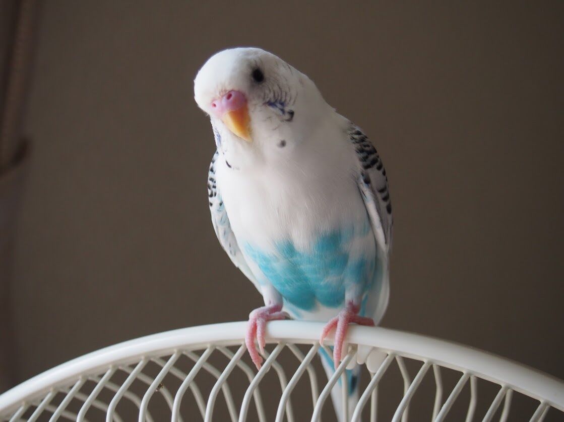 おしゃべりなセキセイインコ そらいろつれづれ おしゃべりなセキセイインコ そらいろつれづれ