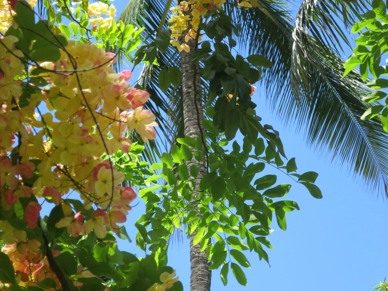 ハワイの旅 16 レインボーシャワーツリー そらいろつれづれ
