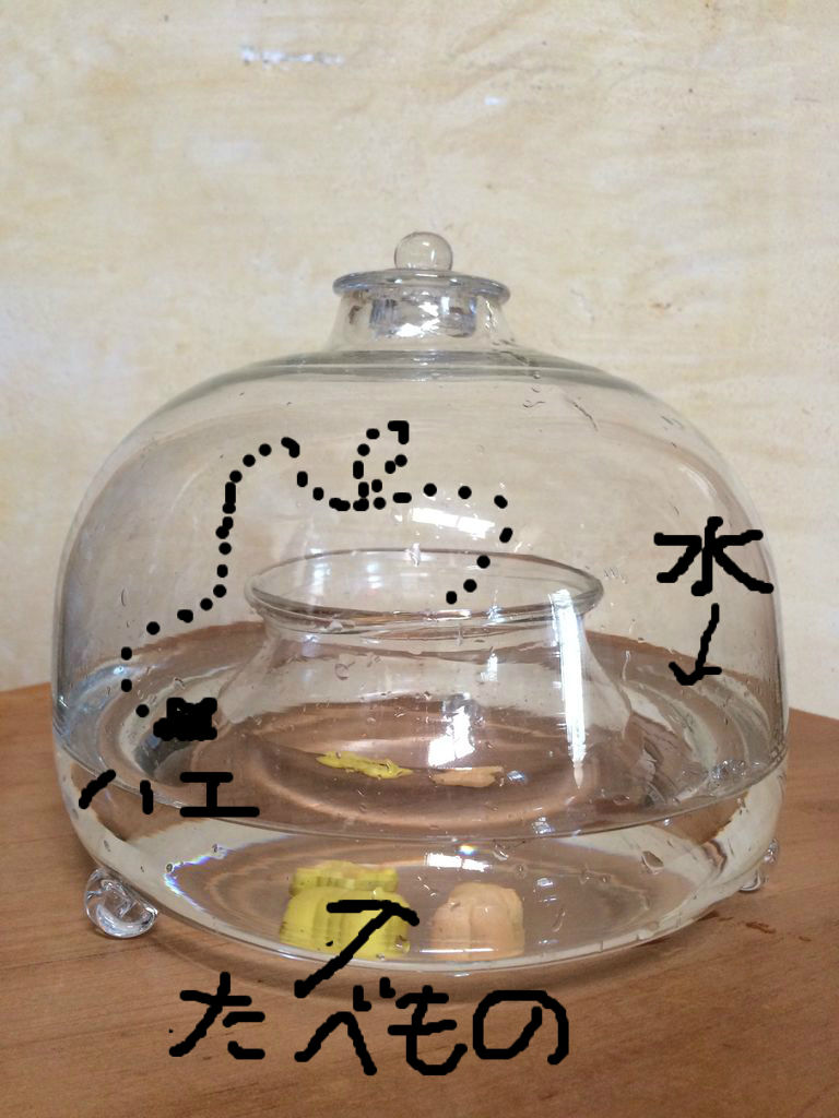 ガラス製ハエ取り器と多肉植物 Blue Scoop ナチュラル ガーデン ライフ ガラス製ハエ取り器と多肉植物 Blue Scoop ナチュラル ガーデン ライフ