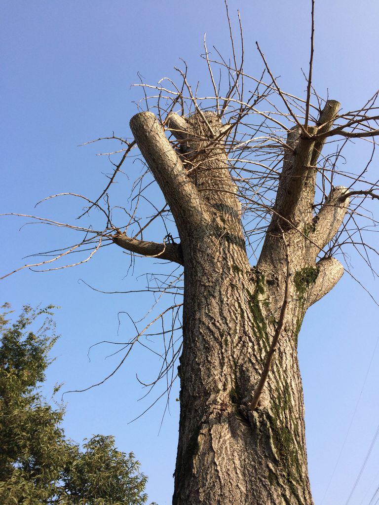 枯れたイチョウの木 のお話し Blue Scoop ナチュラル ガーデン ライフ