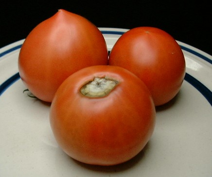 トマトの尻腐れ果 Let It Be 春よ来い