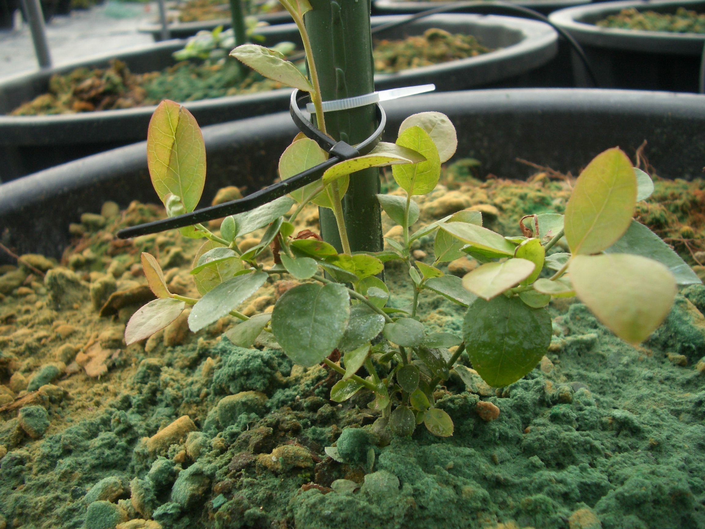 バイオ ブルーベリー苗到着 ブルーベリーファームおかざき便り