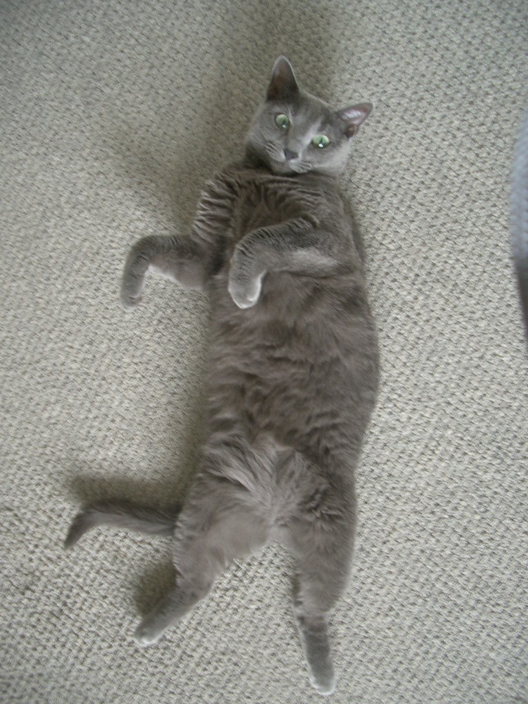 仰向け ロシアンブルーとの生活