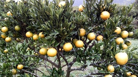 IMG_20181205_154239