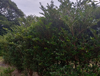 IMG_20241120_134813_HDR~2