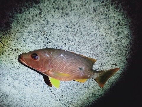 IMG20210730201531 (002)