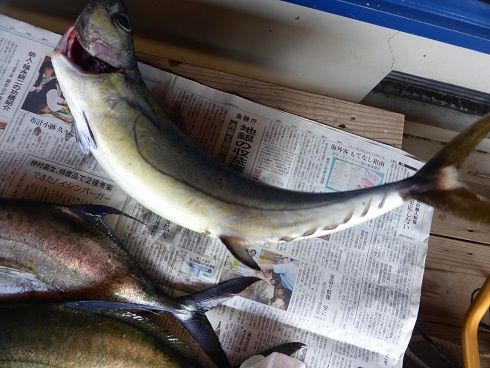 屋久島 ブルードロップ 日々雑記 釣り