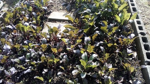 IMG_20180113_125931