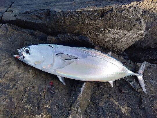 屋久島 ブルードロップ 日々雑記 釣り 屋久島 ブルードロップ 日々雑記 釣り