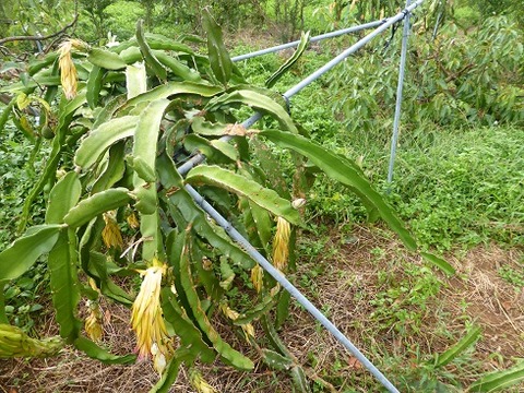 P1130283