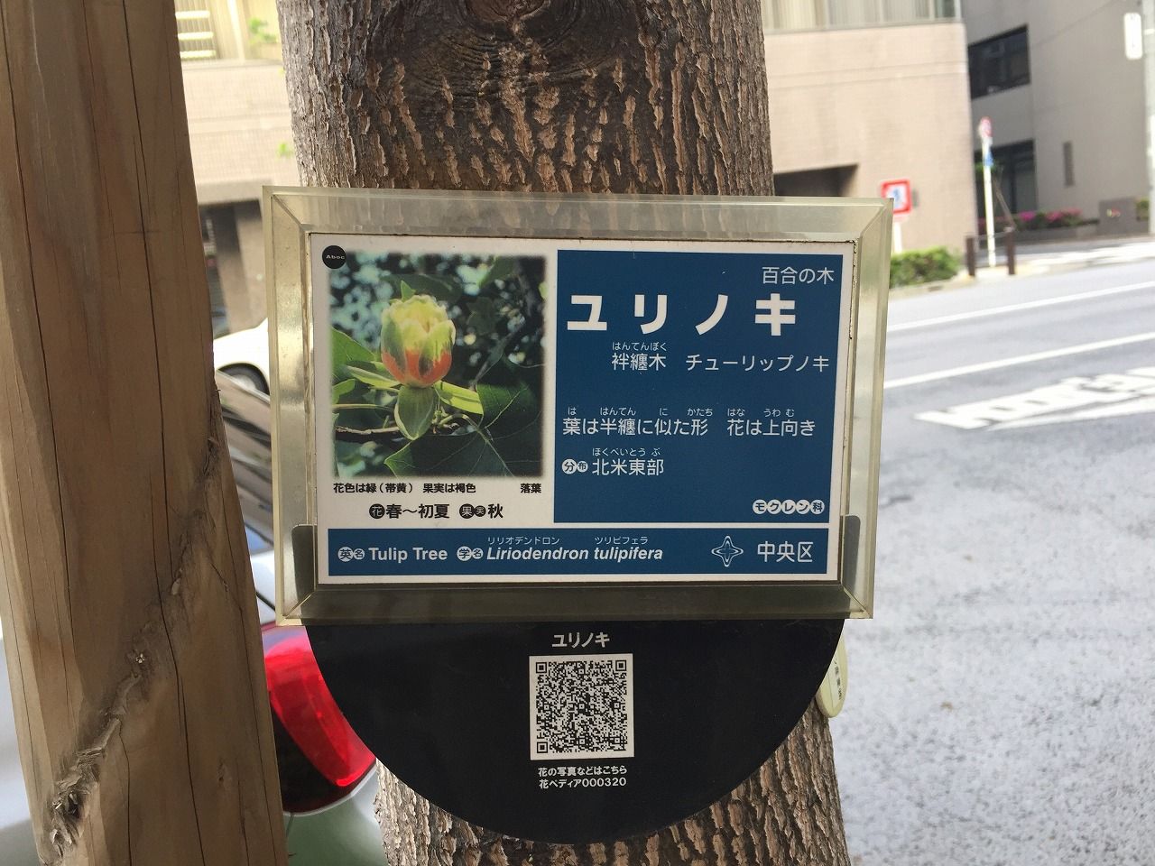 3月 街路樹 ユリノキ Let There Be Love 3月 街路樹 ユリノキ Let There Be Love