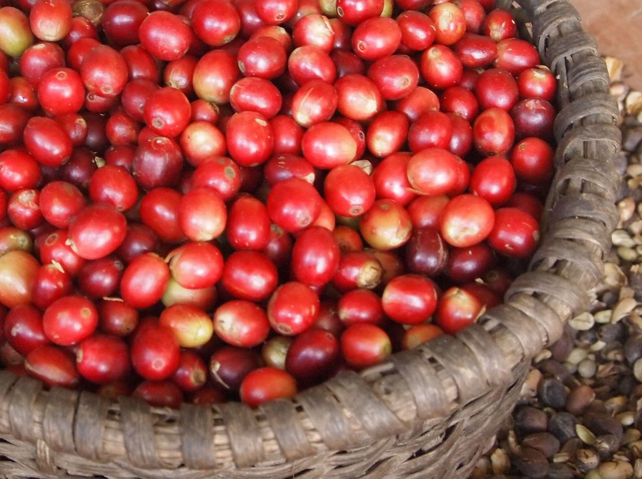 さくらんぼのようなコーヒーの実 Coffee Cherry Let There Be Love さくらんぼのようなコーヒーの実 Coffee Cherry Let There Be Love