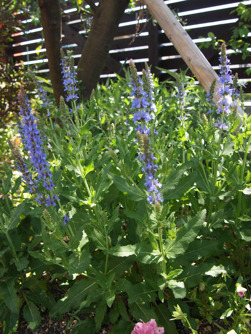 サルビアブルーヒル Blue Hill exterior & garden design