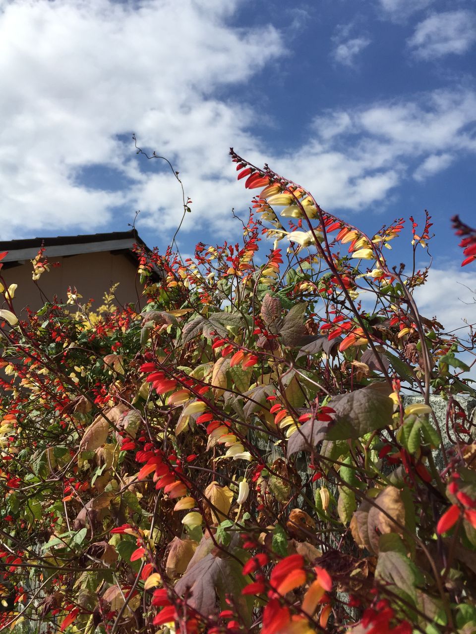 ミナロバータジャングルクイーン Blue Hill Exterior Garden Design