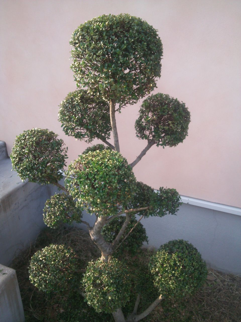 玉散らし仕立て Blue Hill Exterior Garden Design