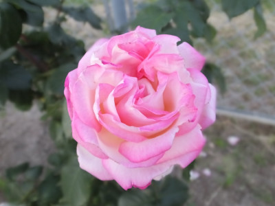4b51e6f7.jpg