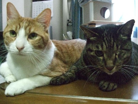 にこまるず ビックリ画像 にこまる日記